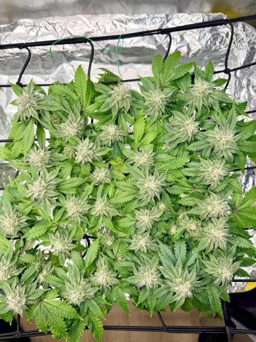 High Pressure Aeroponics, Irie Maiden. Week 12