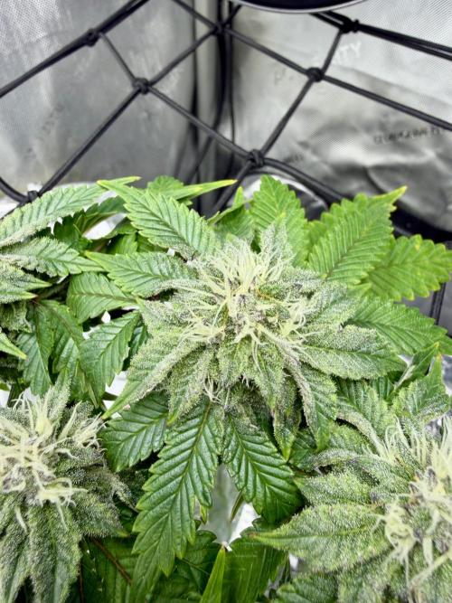 High Pressure Aeroponics, Irie Maiden. Week 12