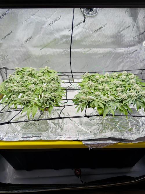 High Pressure Aeroponics, Irie Maiden. Week 12