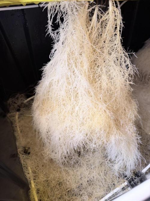 High Pressure Aeroponics, Irie Maiden. Week 12