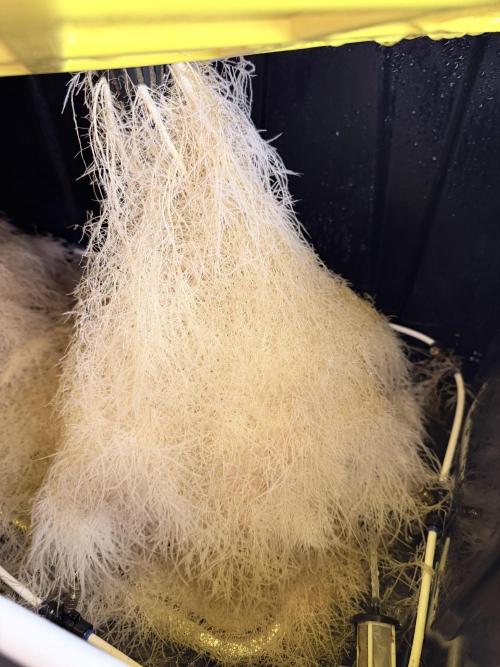 High Pressure Aeroponics, Irie Maiden. Week 12