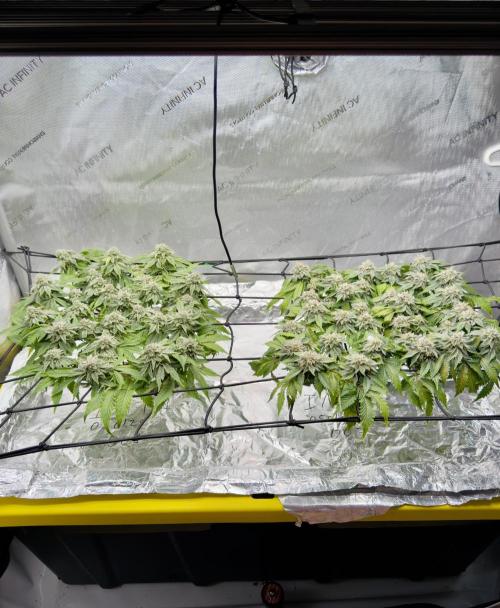 High Pressure Aeroponics, Irie Maiden. Week 13