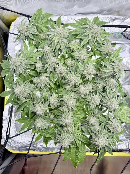 High Pressure Aeroponics, Irie Maiden. Week 13