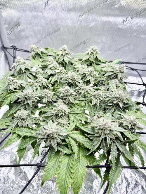 High Pressure Aeroponics, Irie Maiden. Week 13