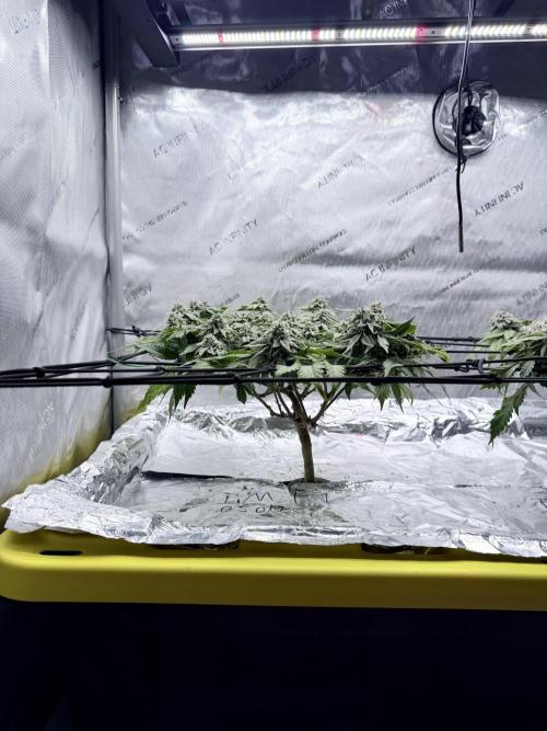 High Pressure Aeroponics, Irie Maiden. Week 13