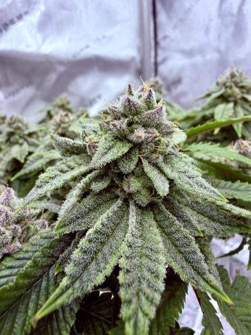 High Pressure Aeroponics, Irie Maiden. Week 13