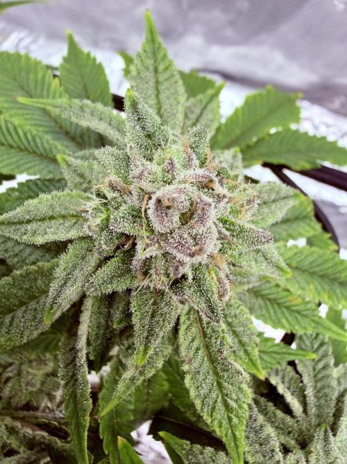 High Pressure Aeroponics, Irie Maiden. Week 13