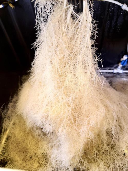 High Pressure Aeroponics, Irie Maiden. Week 13