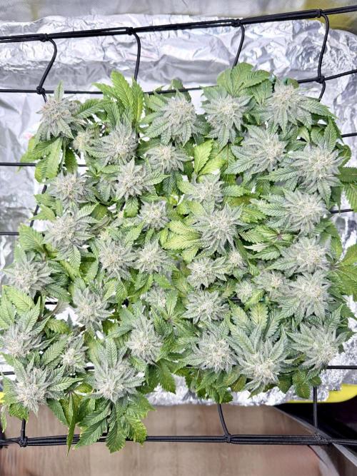 High Pressure Aeroponics, Irie Maiden. Week 13