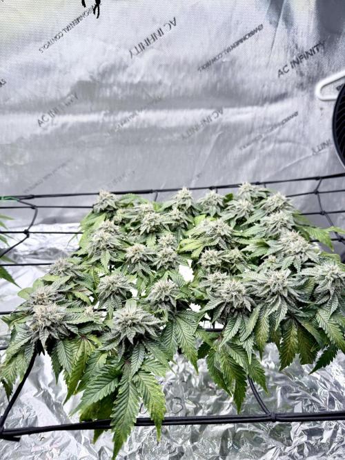 High Pressure Aeroponics, Irie Maiden. Week 13