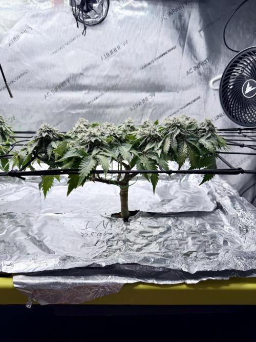 High Pressure Aeroponics, Irie Maiden. Week 13