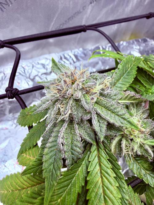 High Pressure Aeroponics, Irie Maiden. Week 13