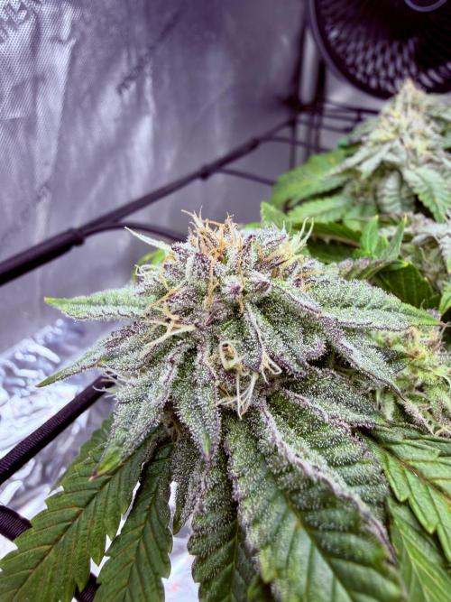 High Pressure Aeroponics, Irie Maiden. Week 13