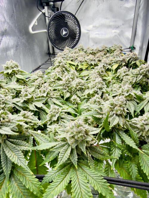 High Pressure Aeroponics, Irie Maiden. Week 14