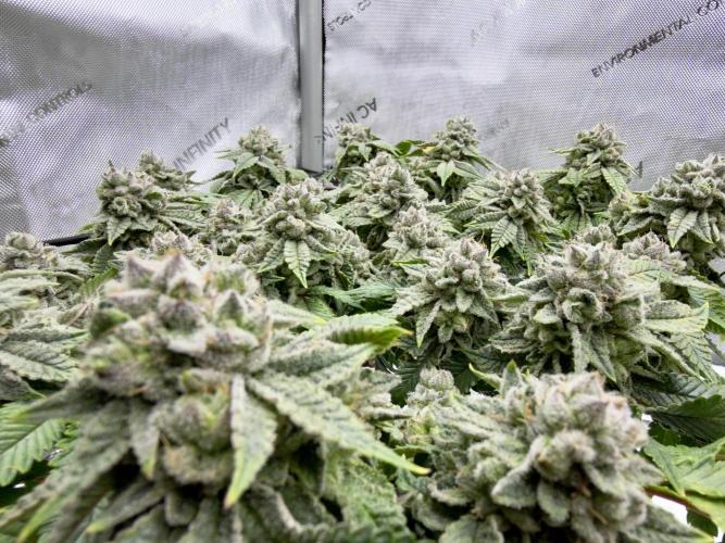 High Pressure Aeroponics, Irie Maiden. Week 14