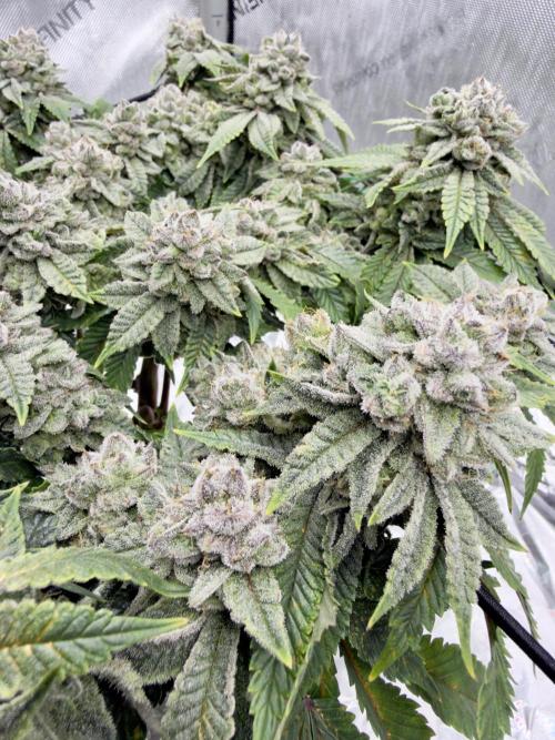 High Pressure Aeroponics, Irie Maiden. Week 14