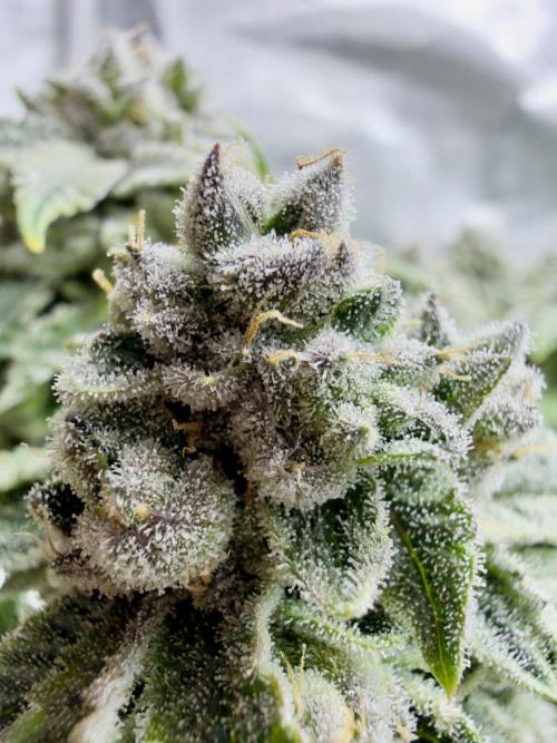 High Pressure Aeroponics, Irie Maiden. Week 14