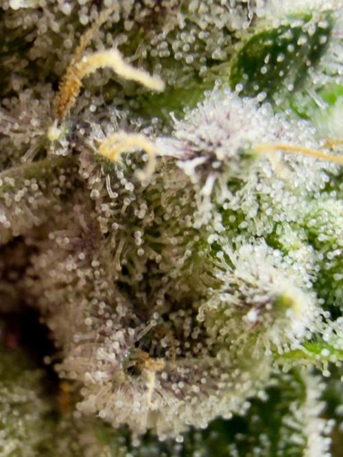 High Pressure Aeroponics, Irie Maiden. Week 14