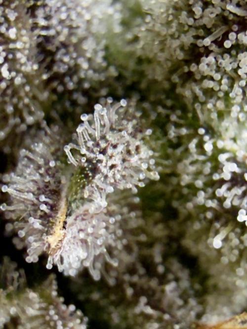 High Pressure Aeroponics, Irie Maiden. Week 14