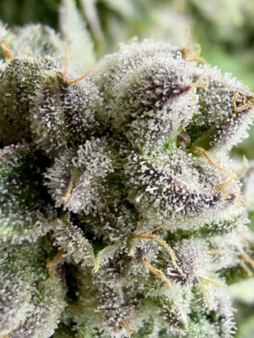 High Pressure Aeroponics, Irie Maiden. Week 14