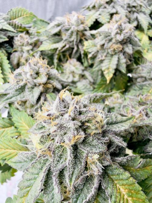 High Pressure Aeroponics, Irie Maiden. Week 14