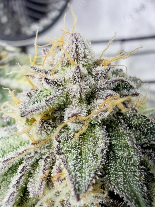 High Pressure Aeroponics, Irie Maiden. Week 14