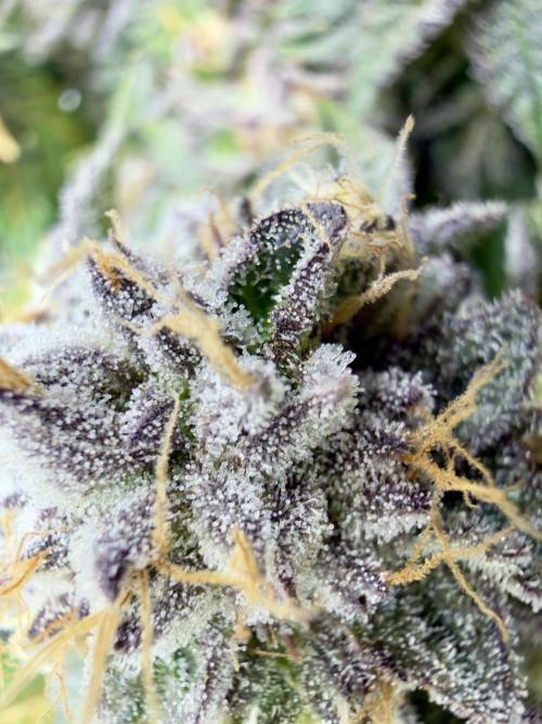 High Pressure Aeroponics, Irie Maiden. Week 14