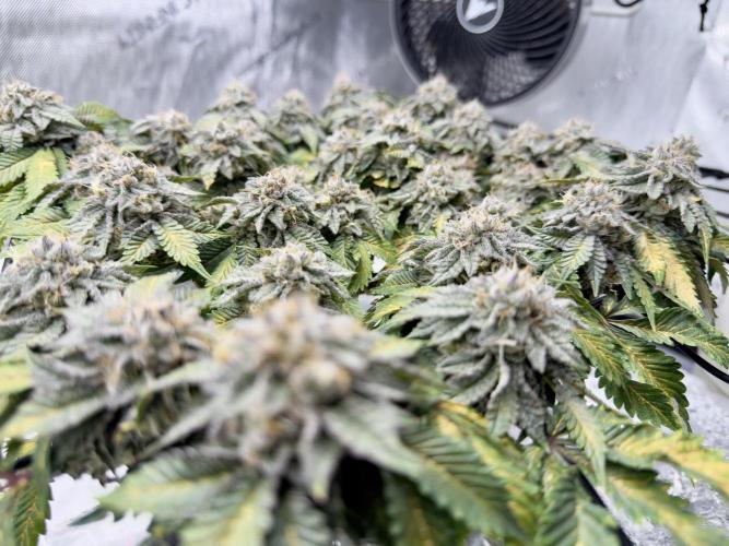 High Pressure Aeroponics, Irie Maiden. Week 14