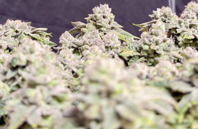 High Pressure Aeroponics, Irie Maiden. Week 15