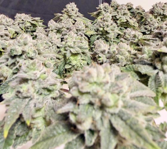 High Pressure Aeroponics, Irie Maiden. Week 15