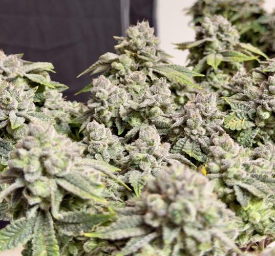 High Pressure Aeroponics, Irie Maiden. Week 15