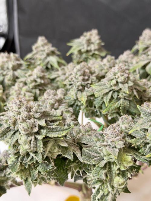 High Pressure Aeroponics, Irie Maiden. Week 15