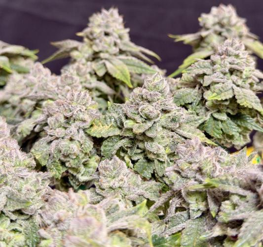 High Pressure Aeroponics, Irie Maiden. Week 15