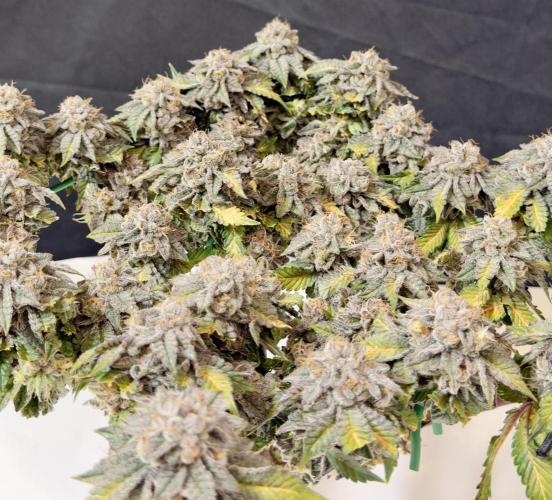 High Pressure Aeroponics, Irie Maiden. Week 15