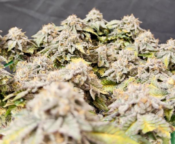 High Pressure Aeroponics, Irie Maiden. Week 15