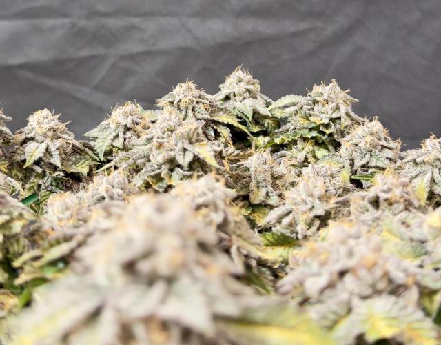 High Pressure Aeroponics, Irie Maiden. Week 15