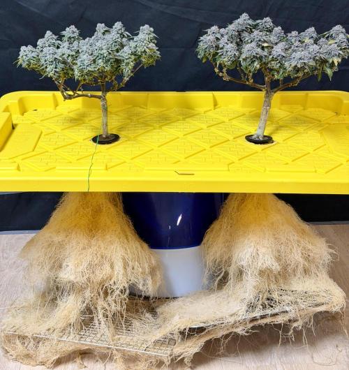 High Pressure Aeroponics, Irie Maiden. Week 15