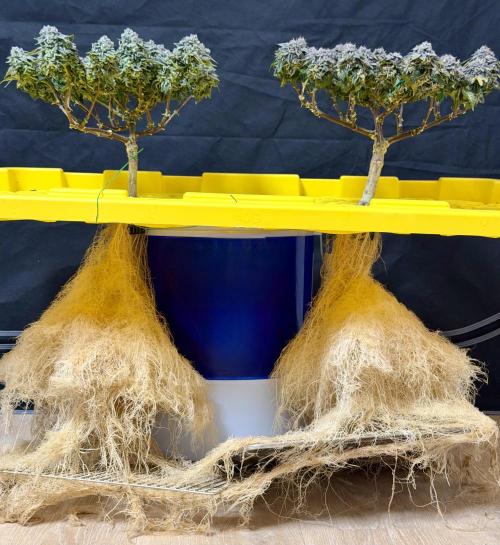 High Pressure Aeroponics, Irie Maiden. Week 15