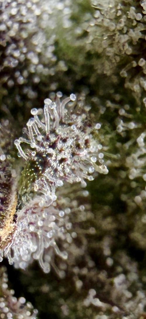 High Pressure Aeroponics, Irie Maiden. Week 15