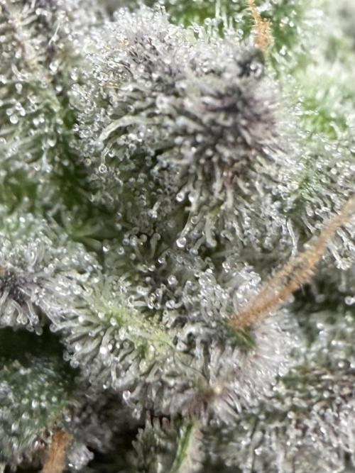 High Pressure Aeroponics, Irie Maiden. Week 15