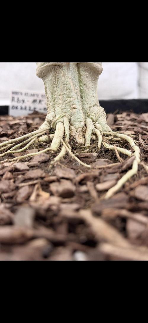 Master Kush Bonsai Mother. Week 1