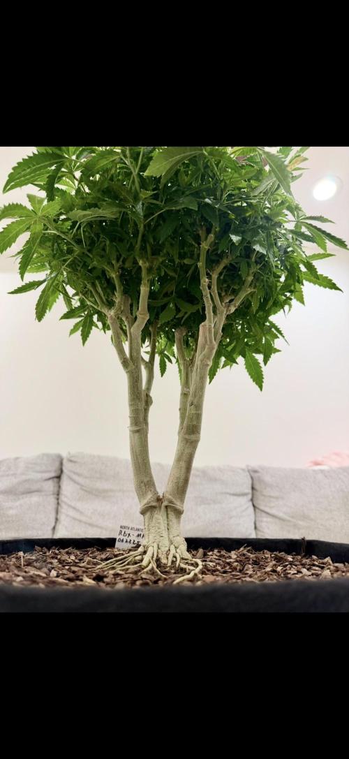 Master Kush Bonsai Mother. Week 1