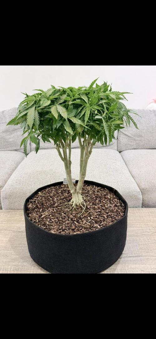 Master Kush Bonsai Mother. Week 1