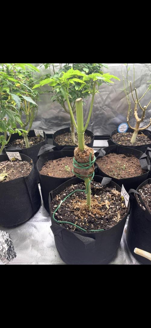 Master Kush Bonsai Mother. Week 1