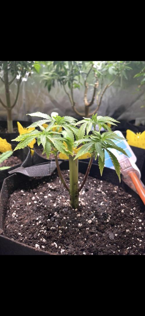 Master Kush Bonsai Mother. Week 1
