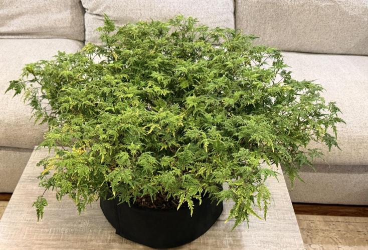 Frosty ‘Bonsai’ Freak. Week 30