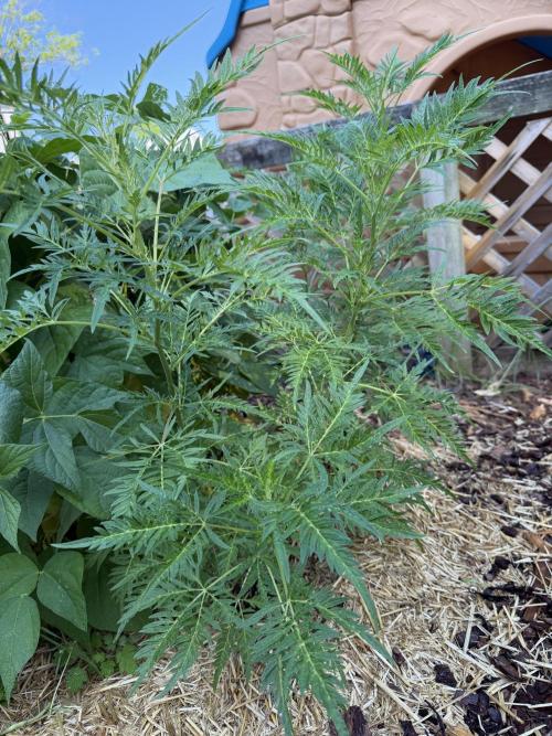 Sweet Annies. Week 3