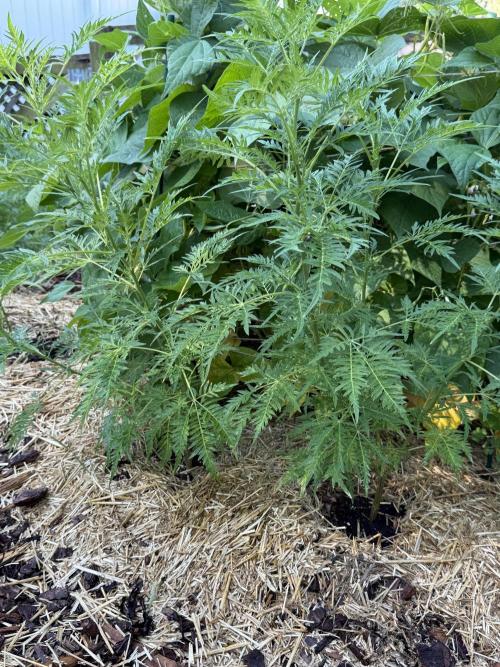 Sweet Annies. Week 3