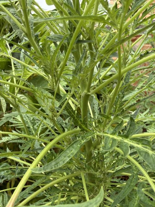 Sweet Annies. Week 4