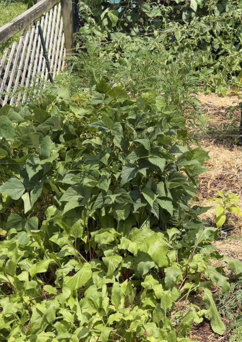 Sweet Annies. Week 4